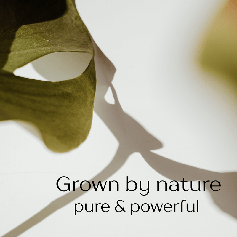 10 Benefits of Supergreens Powder for Daily Health - Xenca