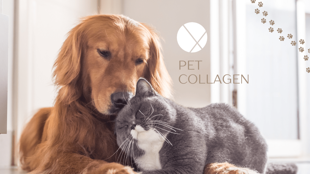 Caring for your pets, one tail wag at a time - Xenca
