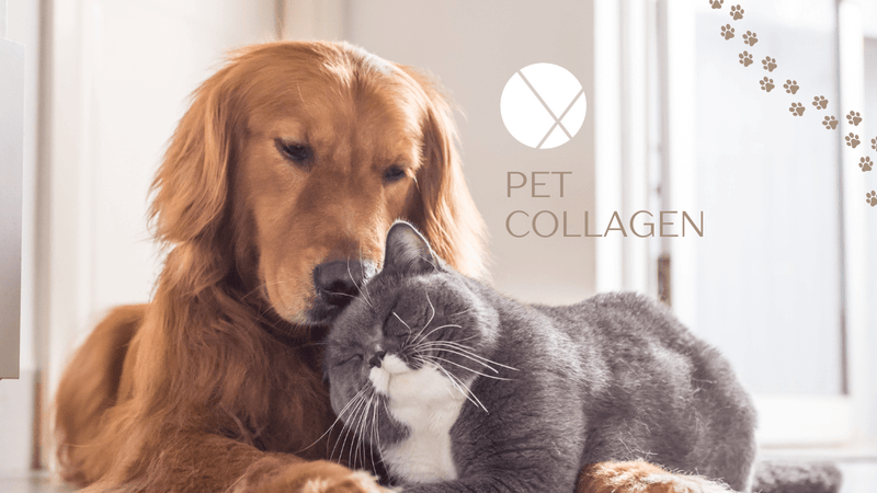 Caring for your pets, one tail wag at a time - Xenca