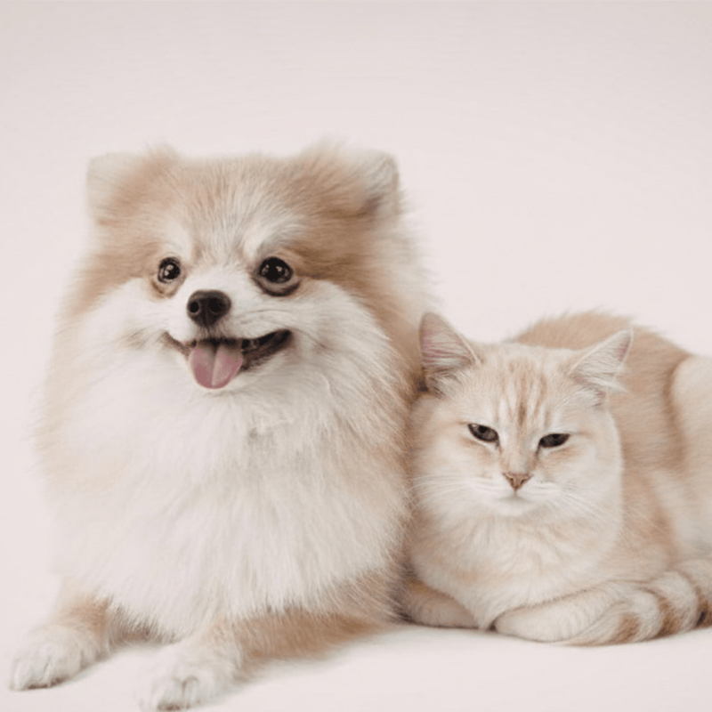 Collagen for Dogs & Cats - Xenca