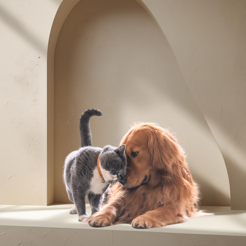 Pet Collagen 250g