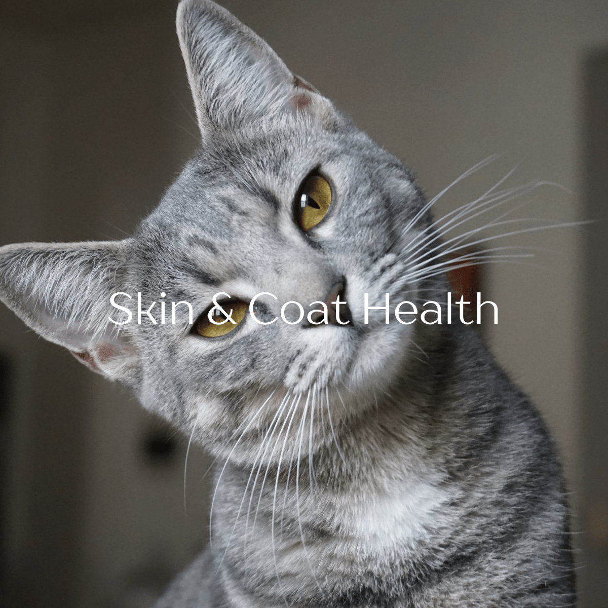 Collagen for Dogs & Cats - 200 Day Supply - Xenca