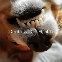 Collagen for Dogs & Cats - 200 Day Supply - Xenca